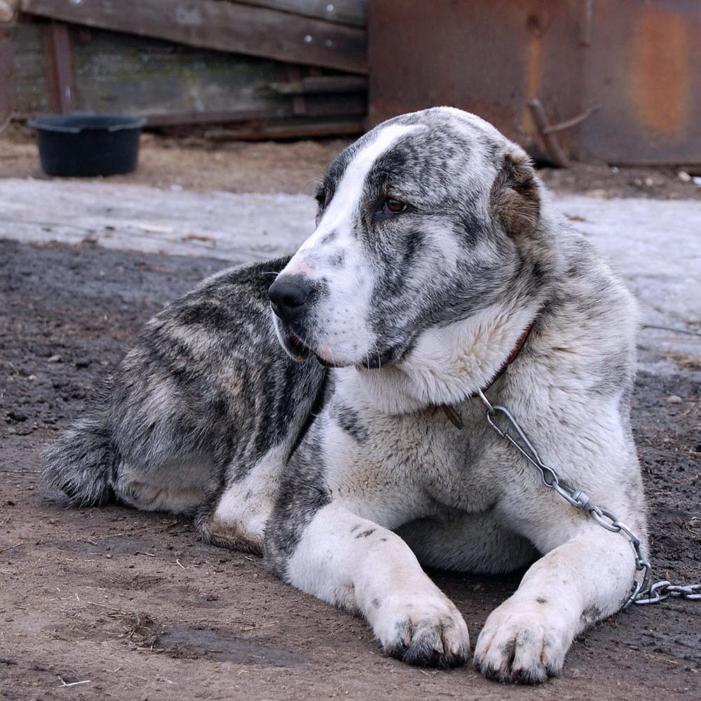Среднеазиатская овчарка
