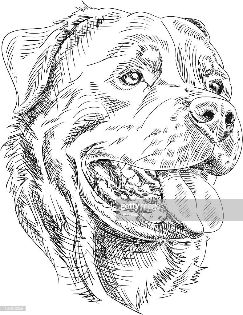 Бордоский дог ротвейлер алабай