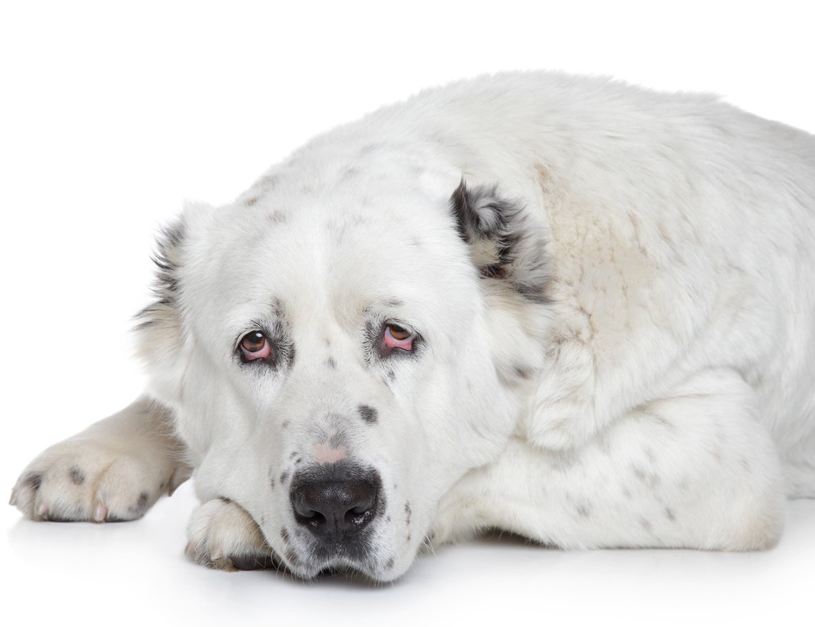 Среднеазиатская овчарка на белом фоне