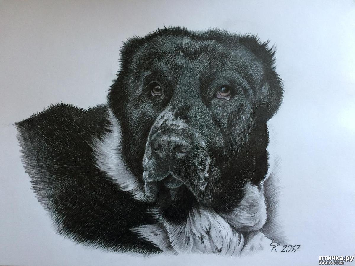 Среднеазиатская овчарка алабай рисунки