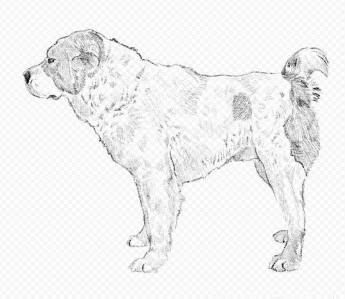 Среднеазиатская овчарка алабай рисунки