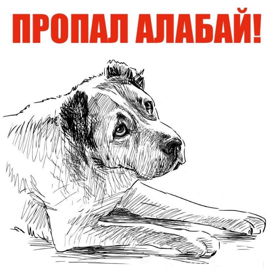 Алабай рисунок