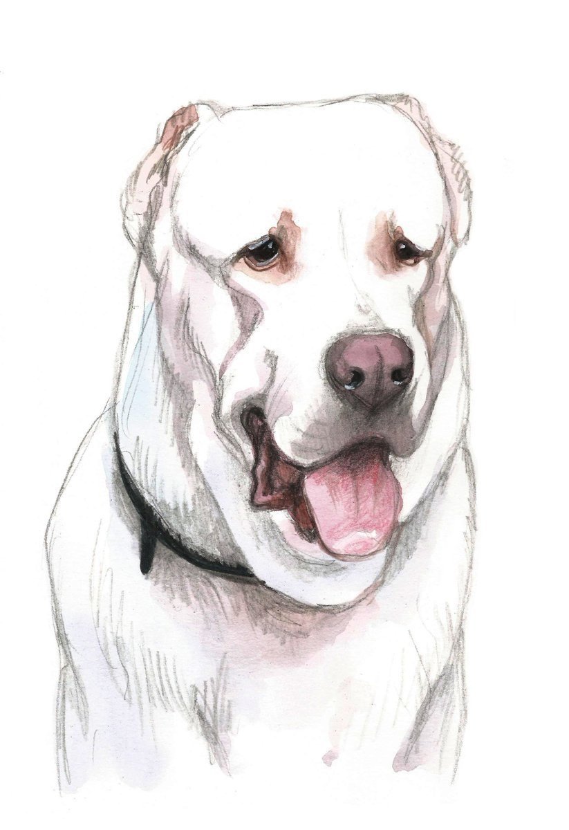 Среднеазиатская овчарка алабай для срисовки