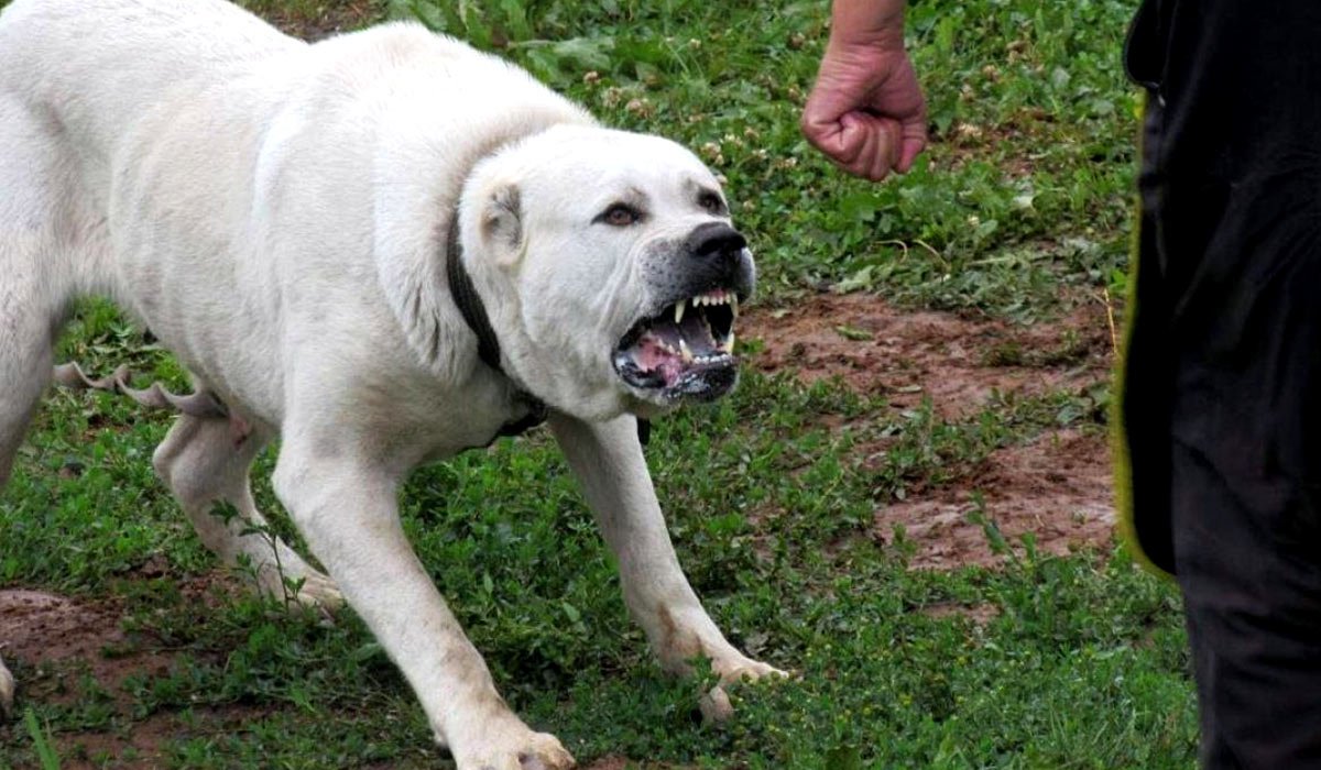 Среднеазиатская овчарка волкодав кангал