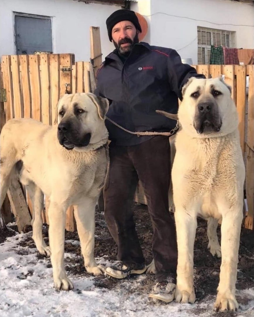 Туркменский волкодав кангал