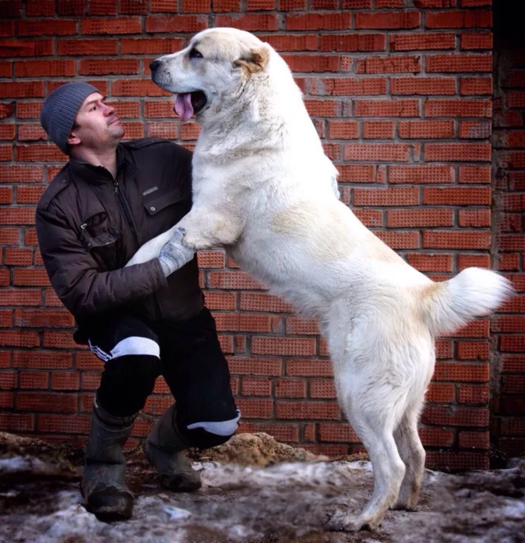 Среднеазиатская овчарка