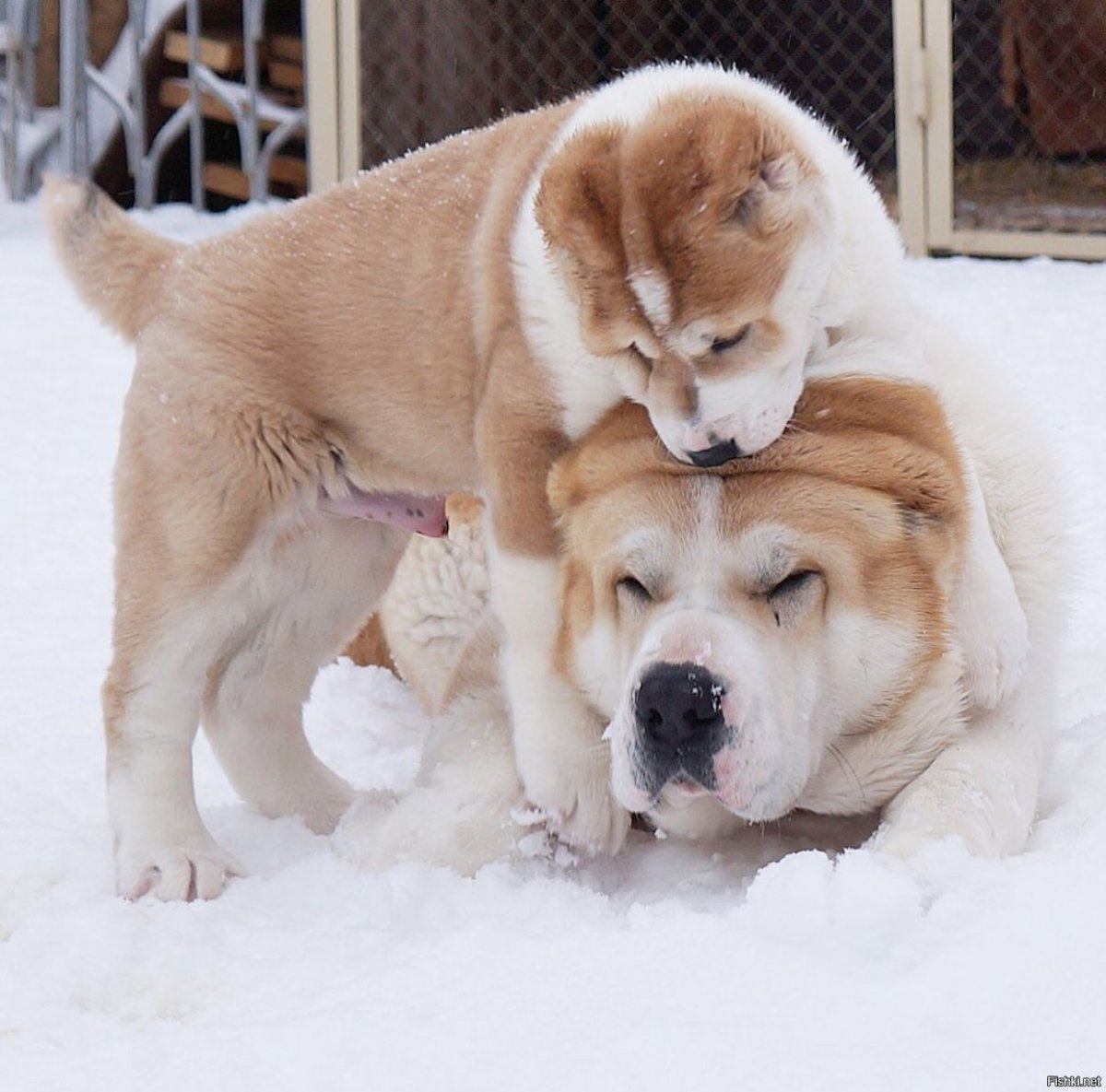 Алабай собака