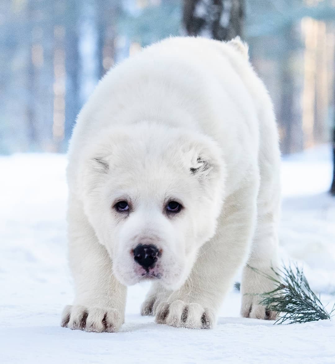 Волкодав алабай щенок