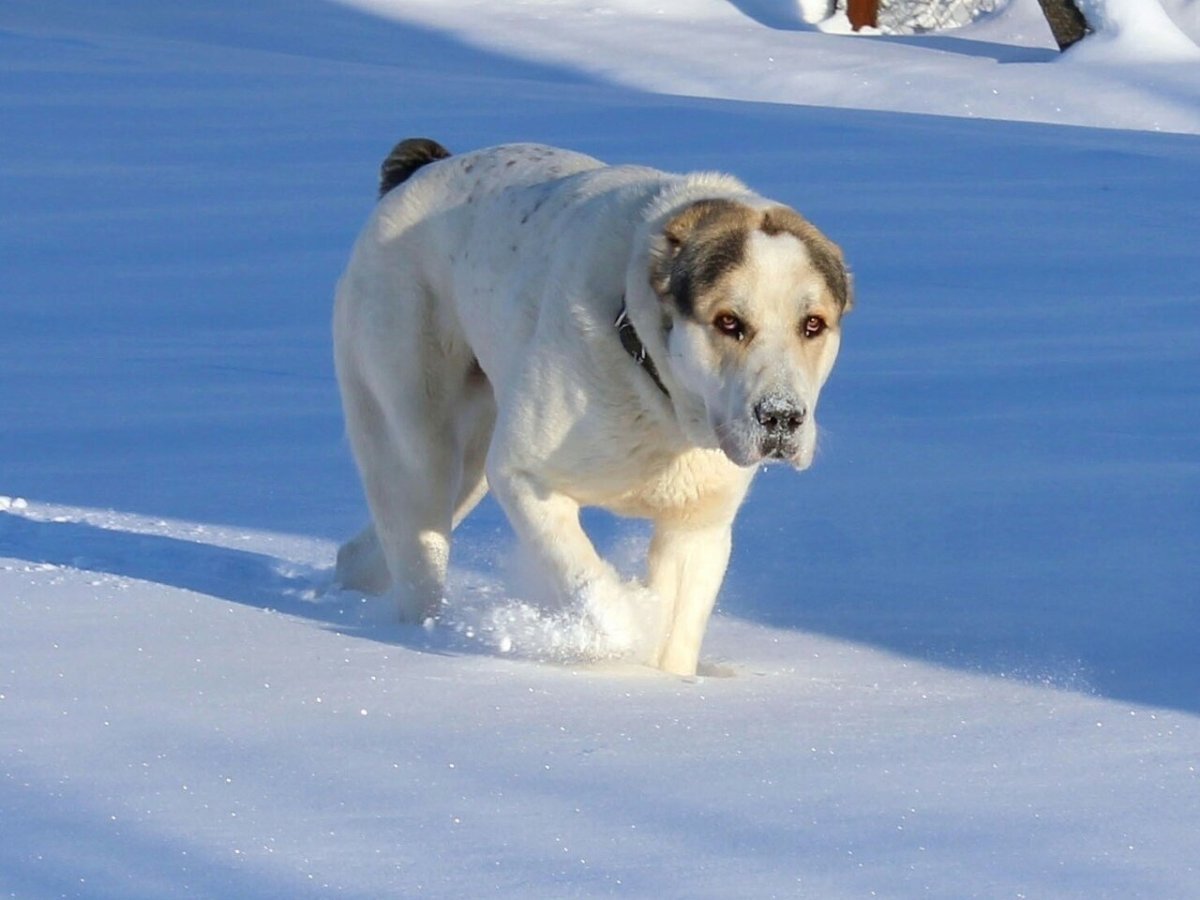 Среднеазиатская овчарка волкодав
