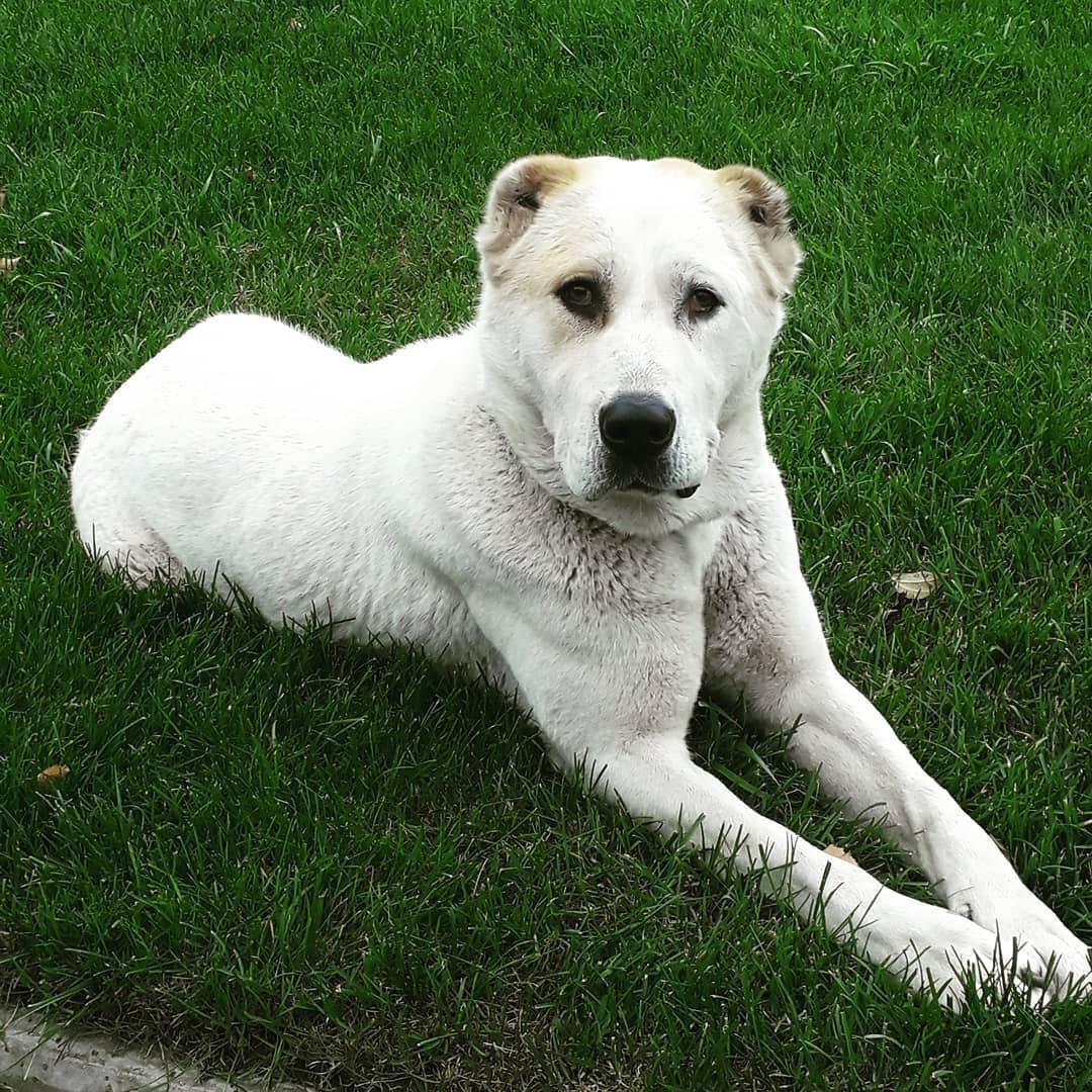 Среднеазиатская овчарка