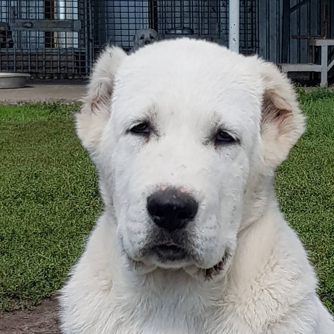 Алабай бульдозер