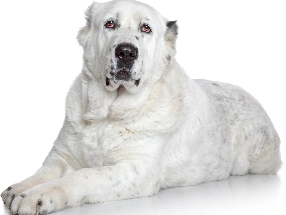 Амир Среднеазиатская овчарка