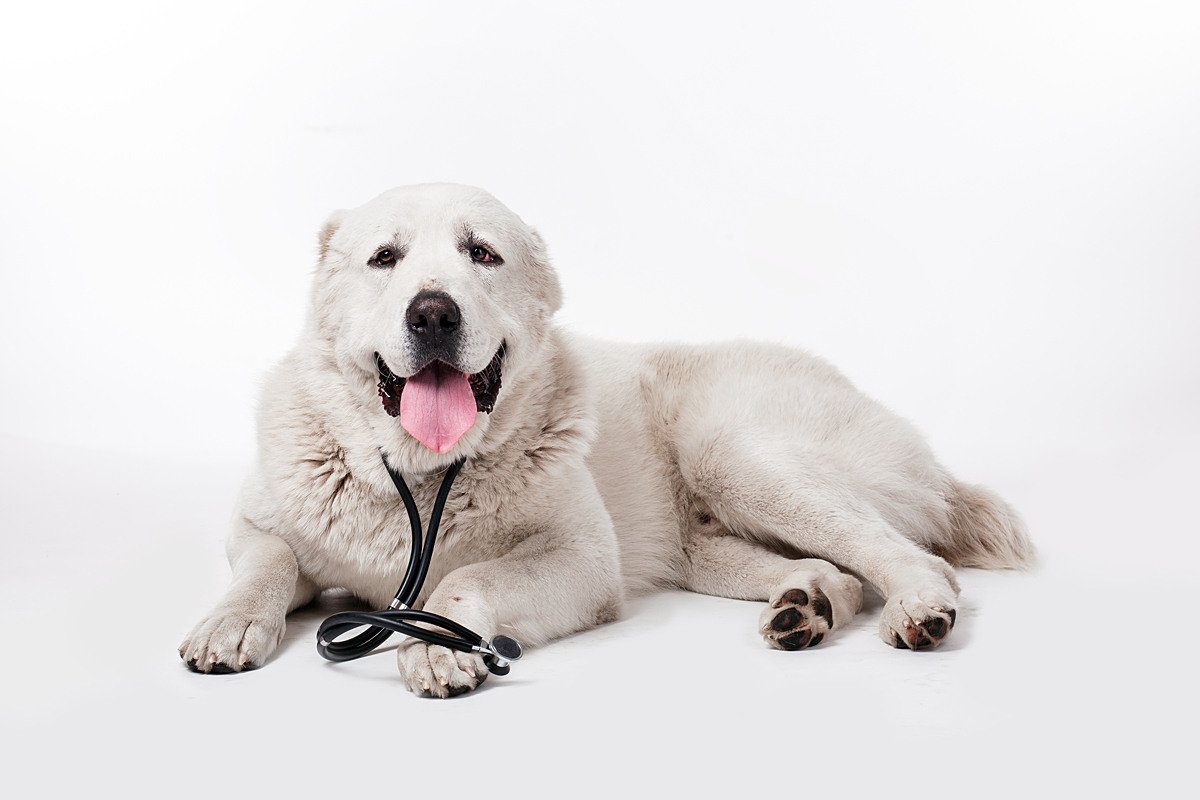 Овчарка алабай