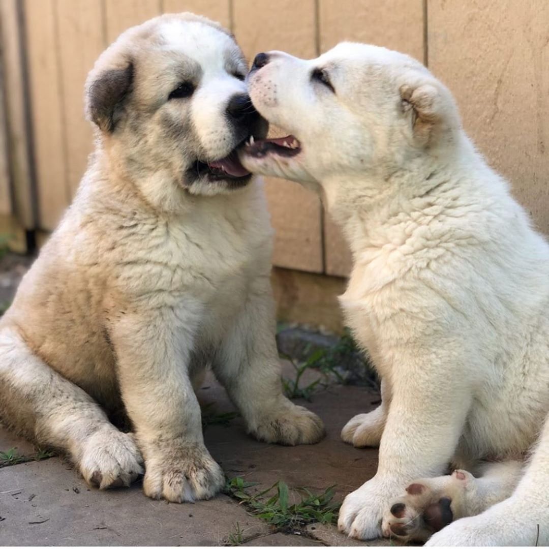 Среднеазиатский алабай