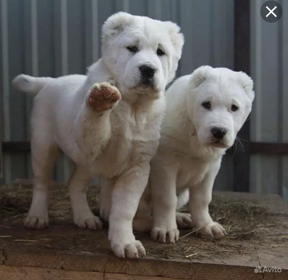 Среднеазиатская овчарка алабай белые