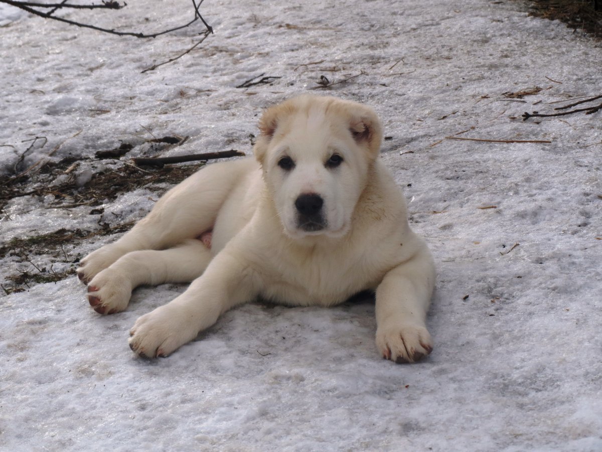 Тибетский алабай