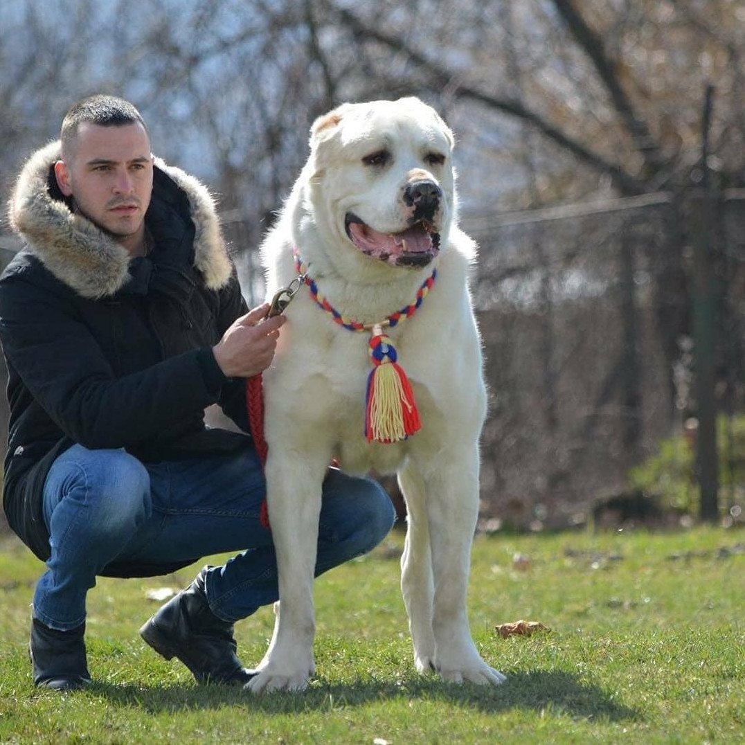 САО алабай гигант