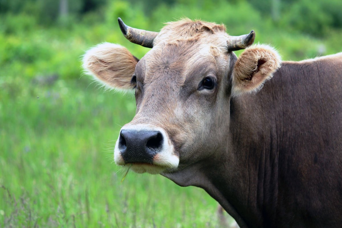 Животные корова