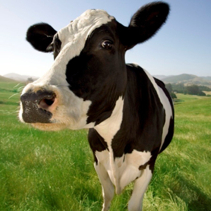 Черно-пестрая порода