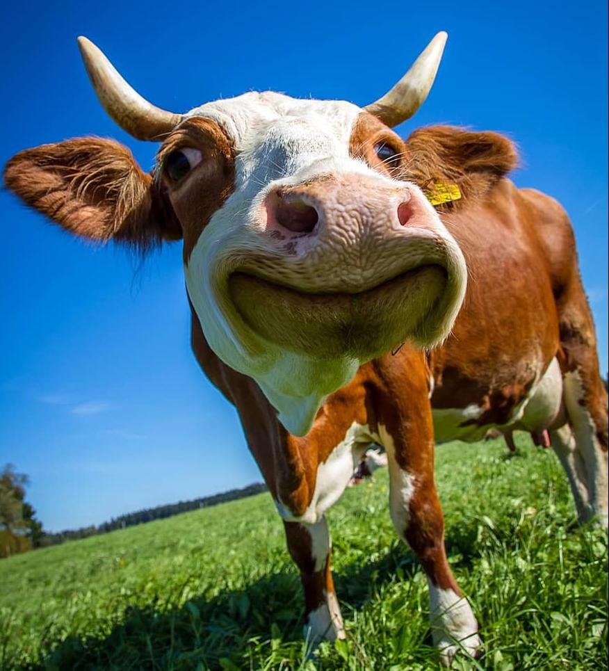 Рыжие коровы порода