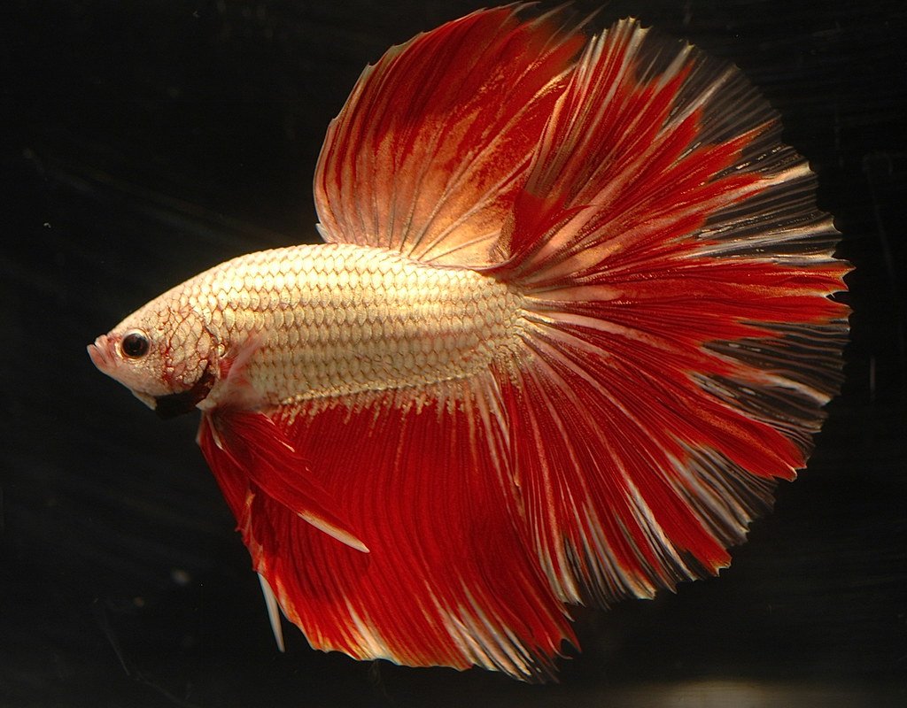 Карп кои белый