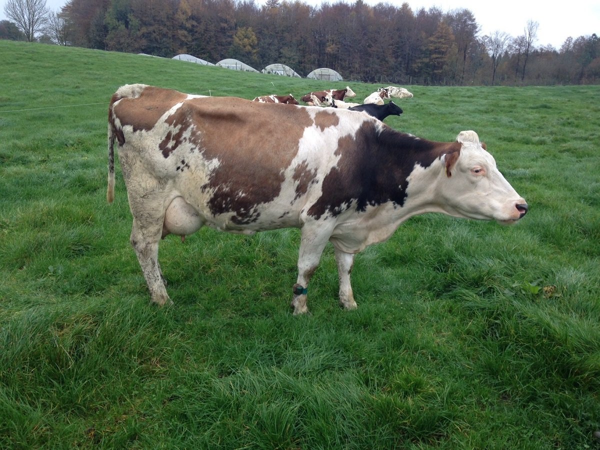 Сельскохозяйственные животные