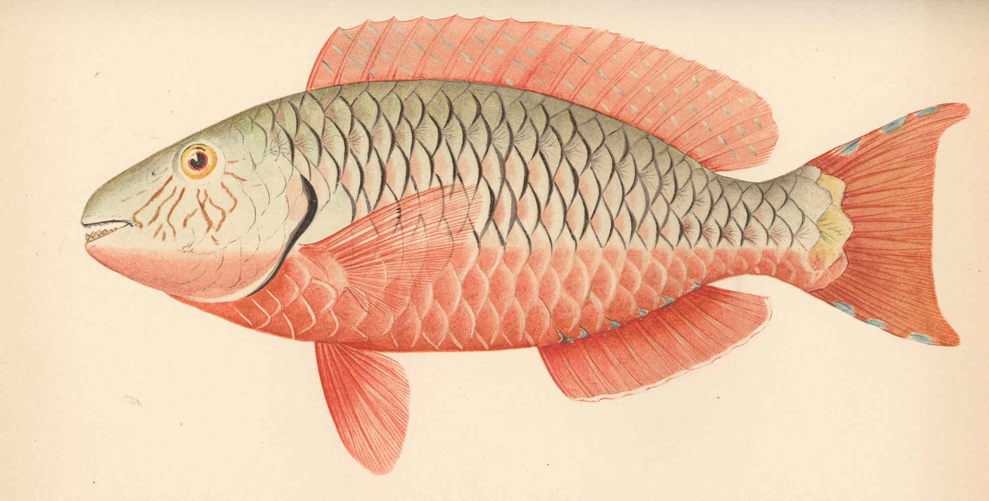 6 класс русский язык рыб. Рыба Винтажная. Красная рыба иллюстрация. Красная рыба рисунок. СПАРИСОМА рыба.