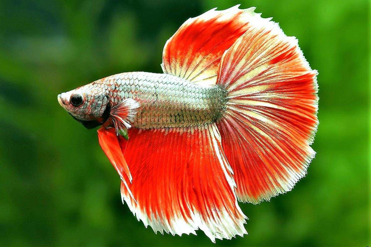 Рыбка петушок вуалевый красный