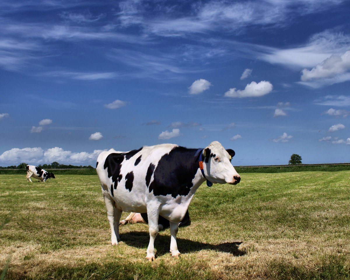 Порода КРС голштины