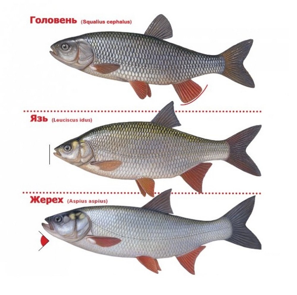 Рыба Синявка горчак
