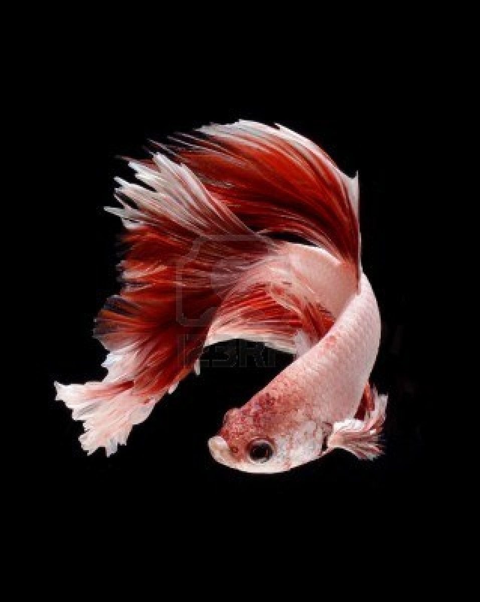 Рыбки кои принт