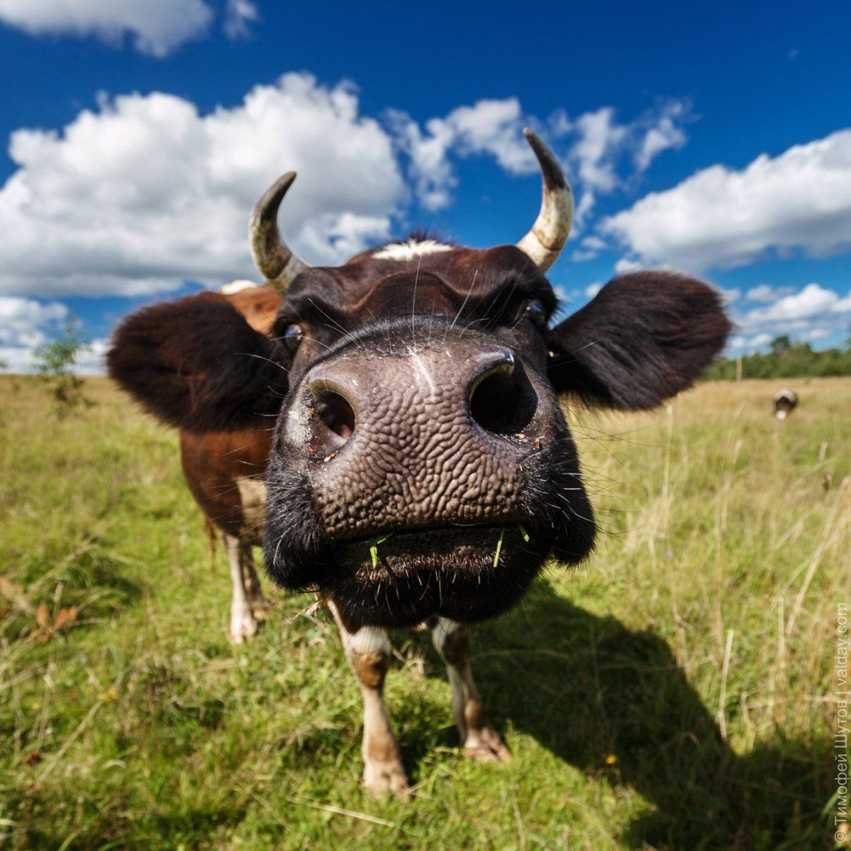 Домашние животные корова