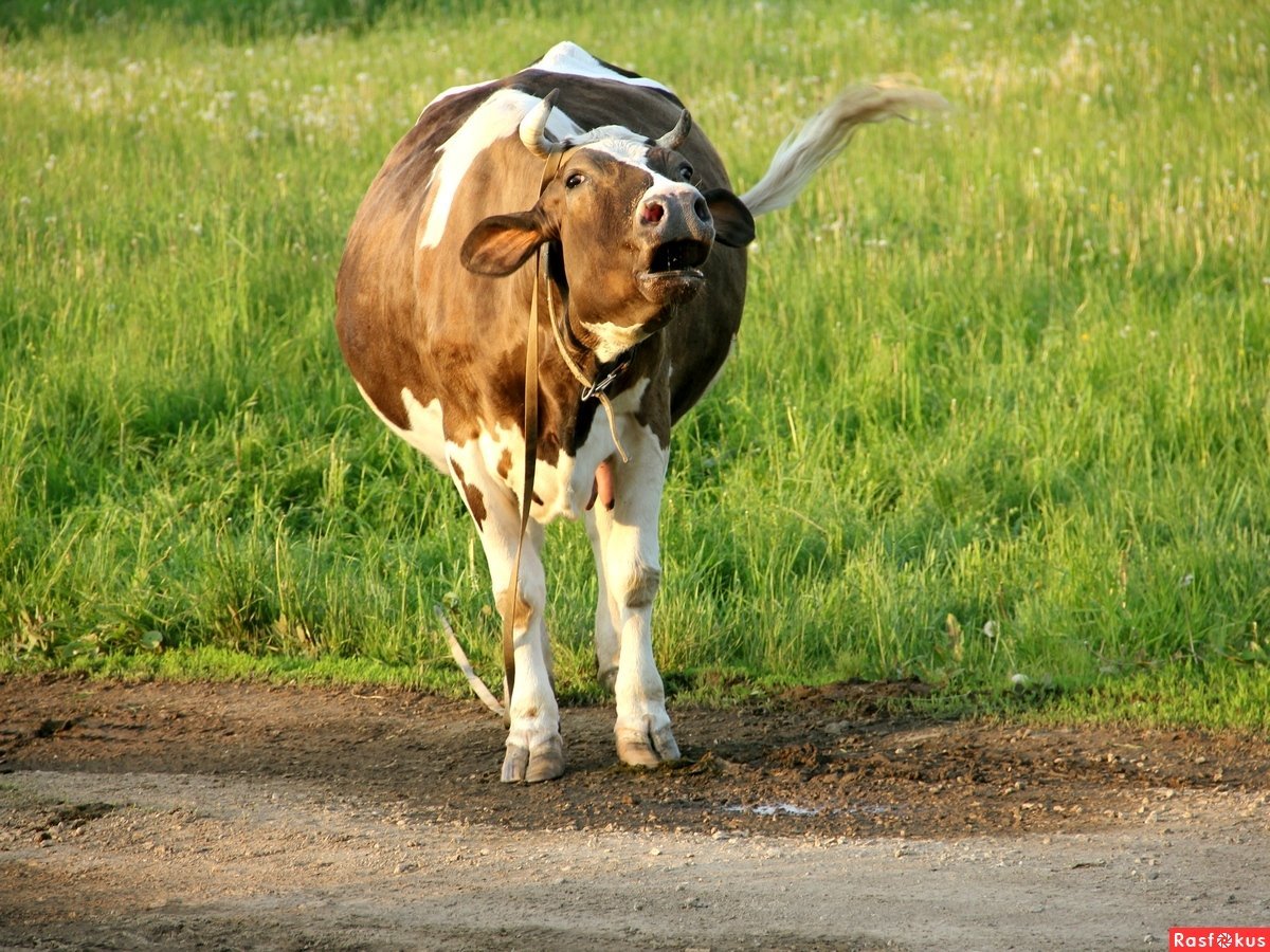 Красивая корова