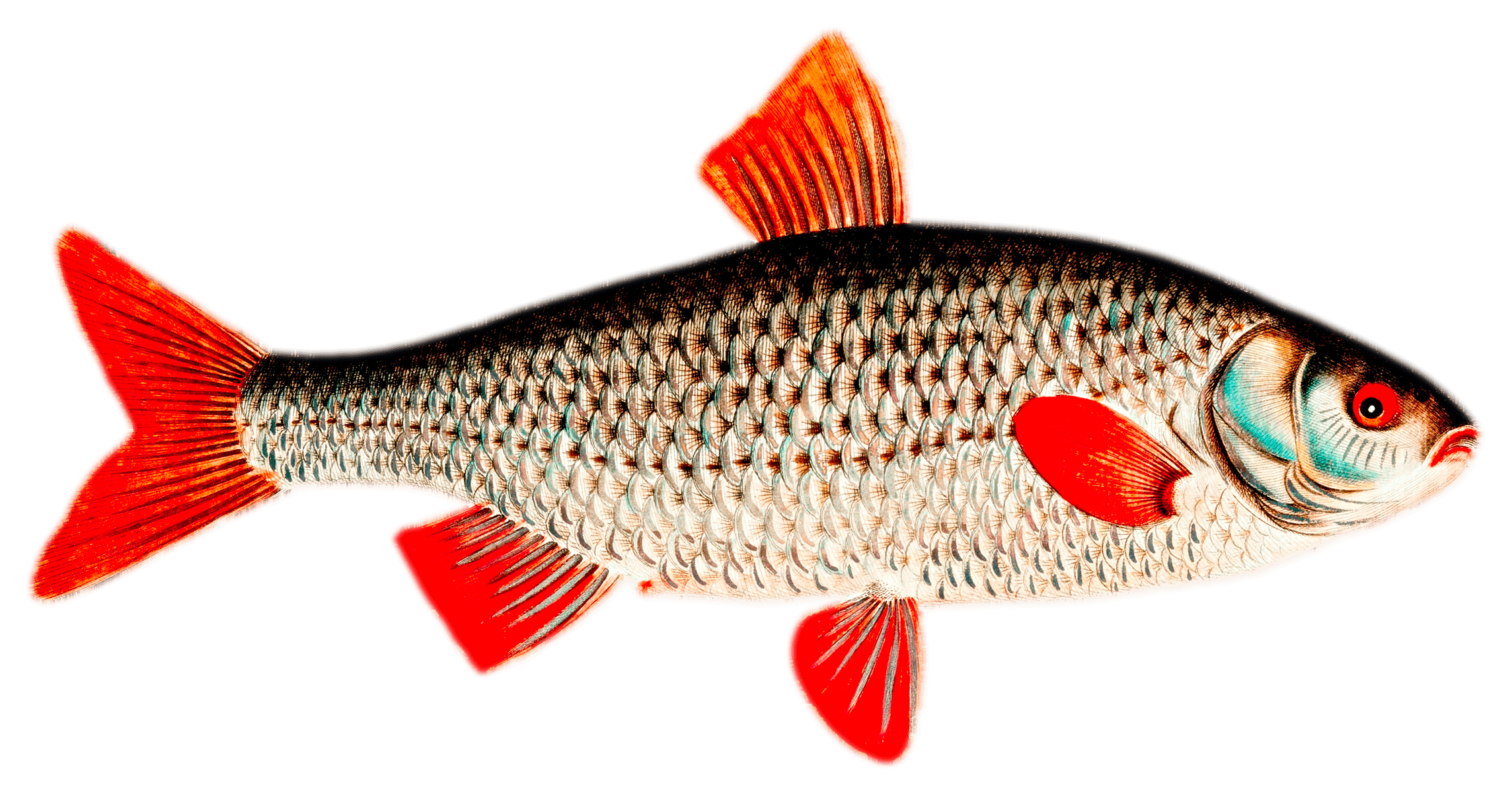 Рыба с красными плавниками речная. Краснопёрка рыба. Рыба с красными плавниками Озерная. Rutilus rutilus рыба. Rutilus heckelii.