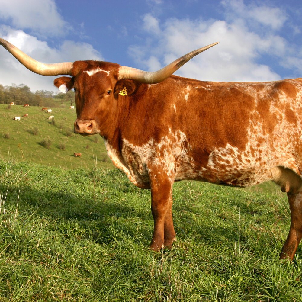 Корова на белом фоне