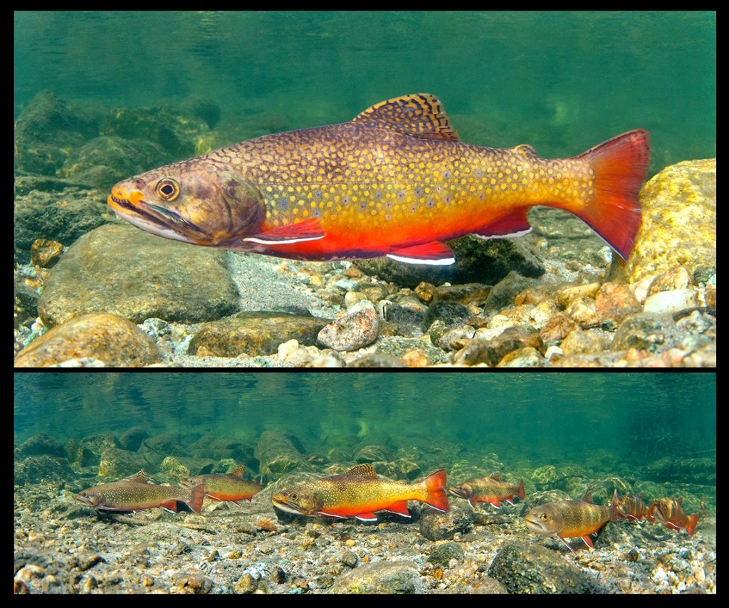 Краснопёрка рыба