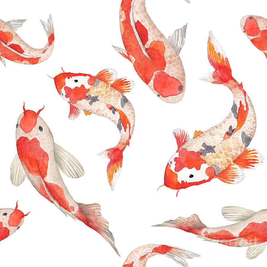 Кои Фиш малек