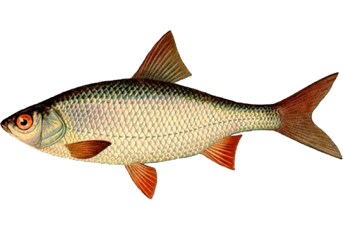 Домашние рыбы