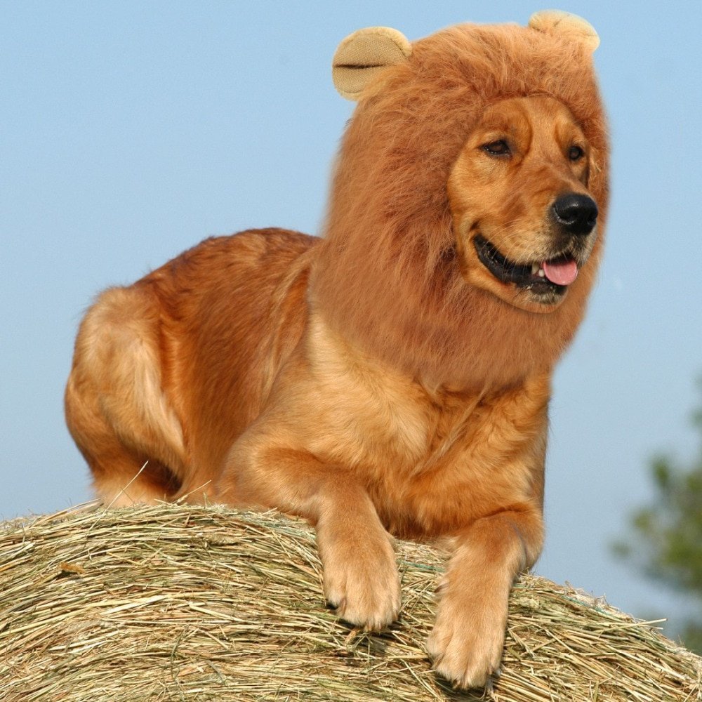 Собака похожая на Льва