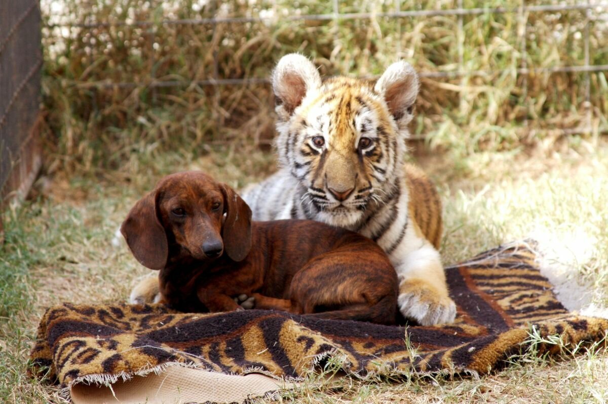Лев Бондиггер и такса мило