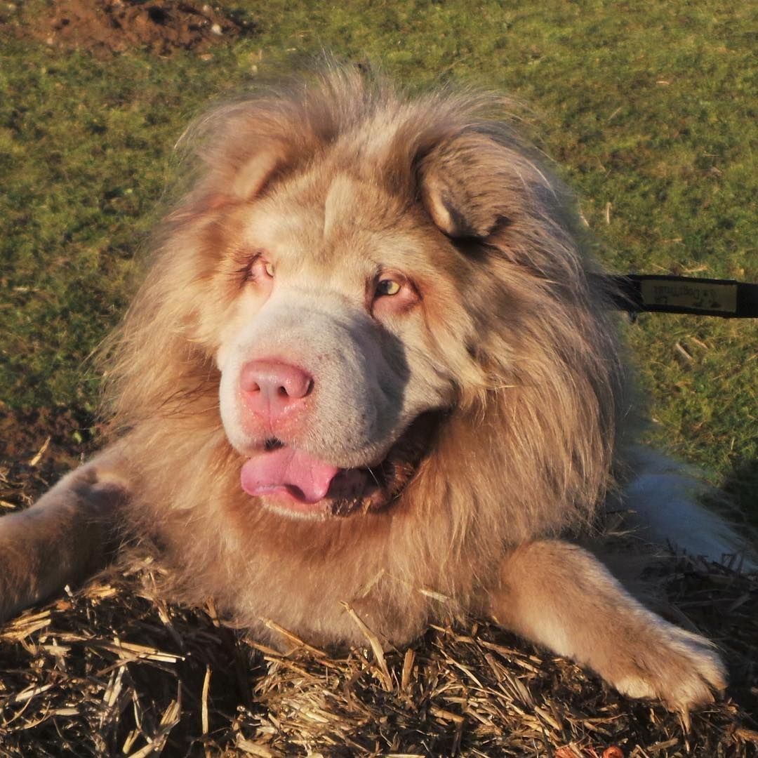 Пушистый шарпей