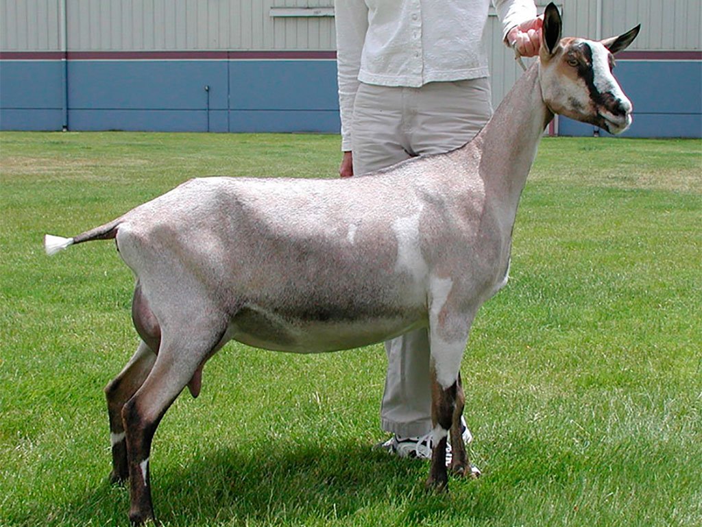 Альпийская коза