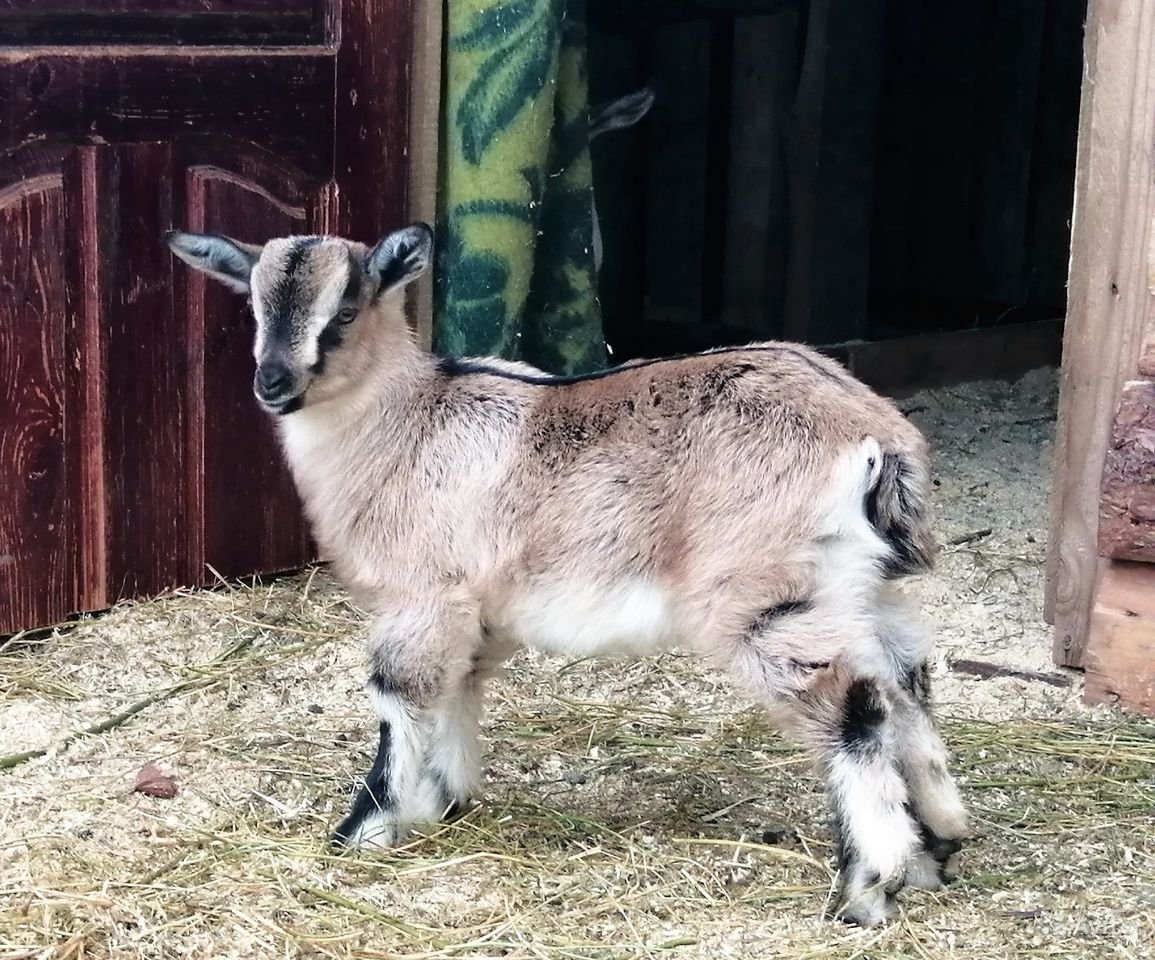 Альпийская козочка