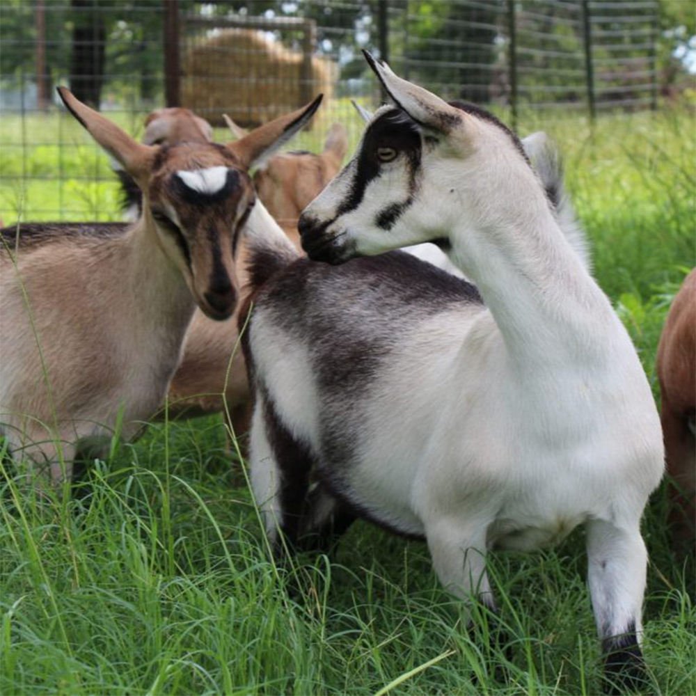 Высокогорная Альпийская коза