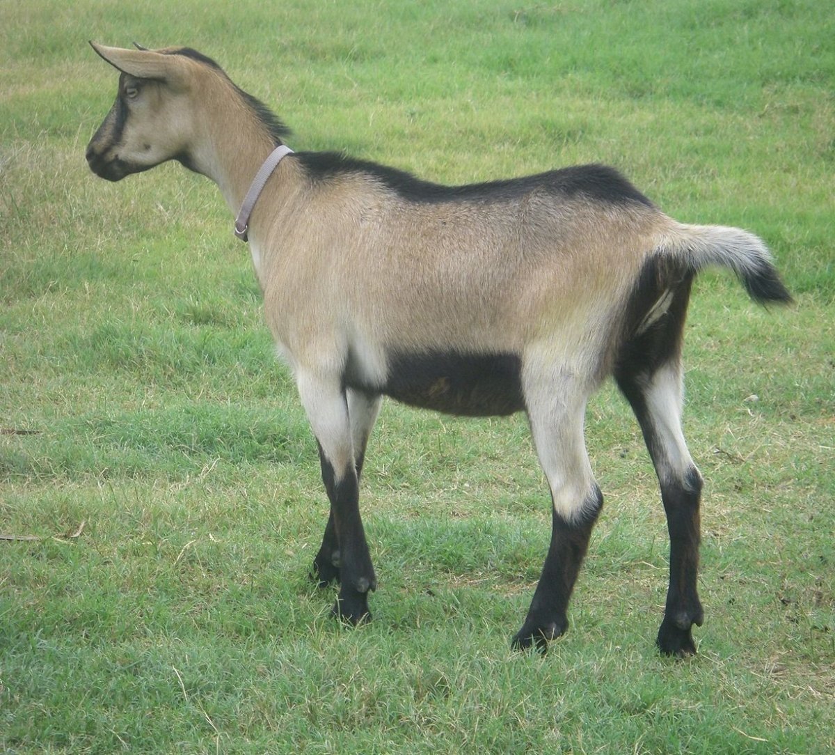 Альпийские козы американские