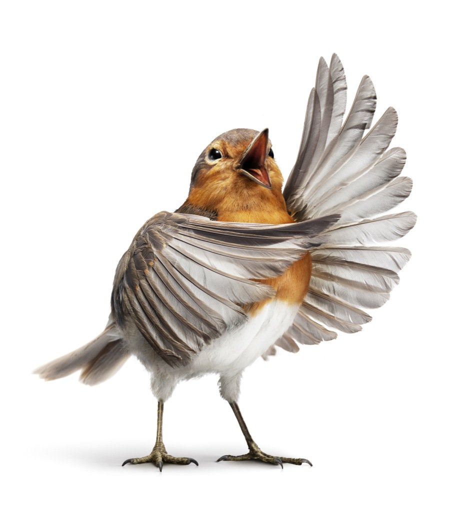 Птичка без фона