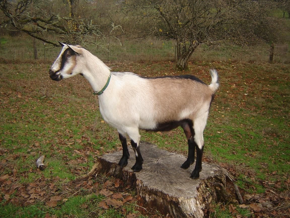 Альпийская комолая коза