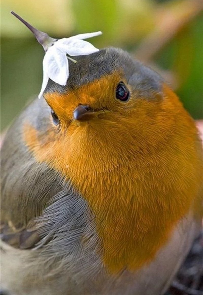 Милые птицы