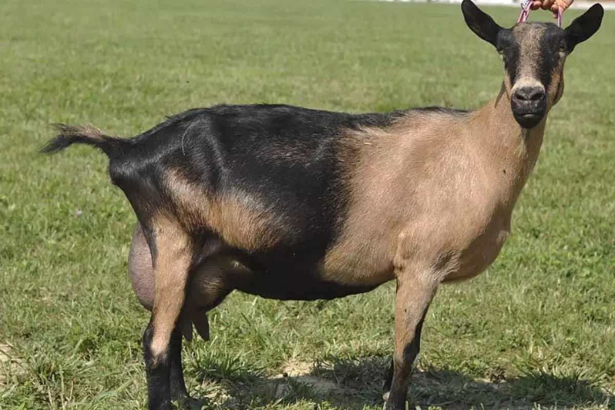 Альпийская молочная коза