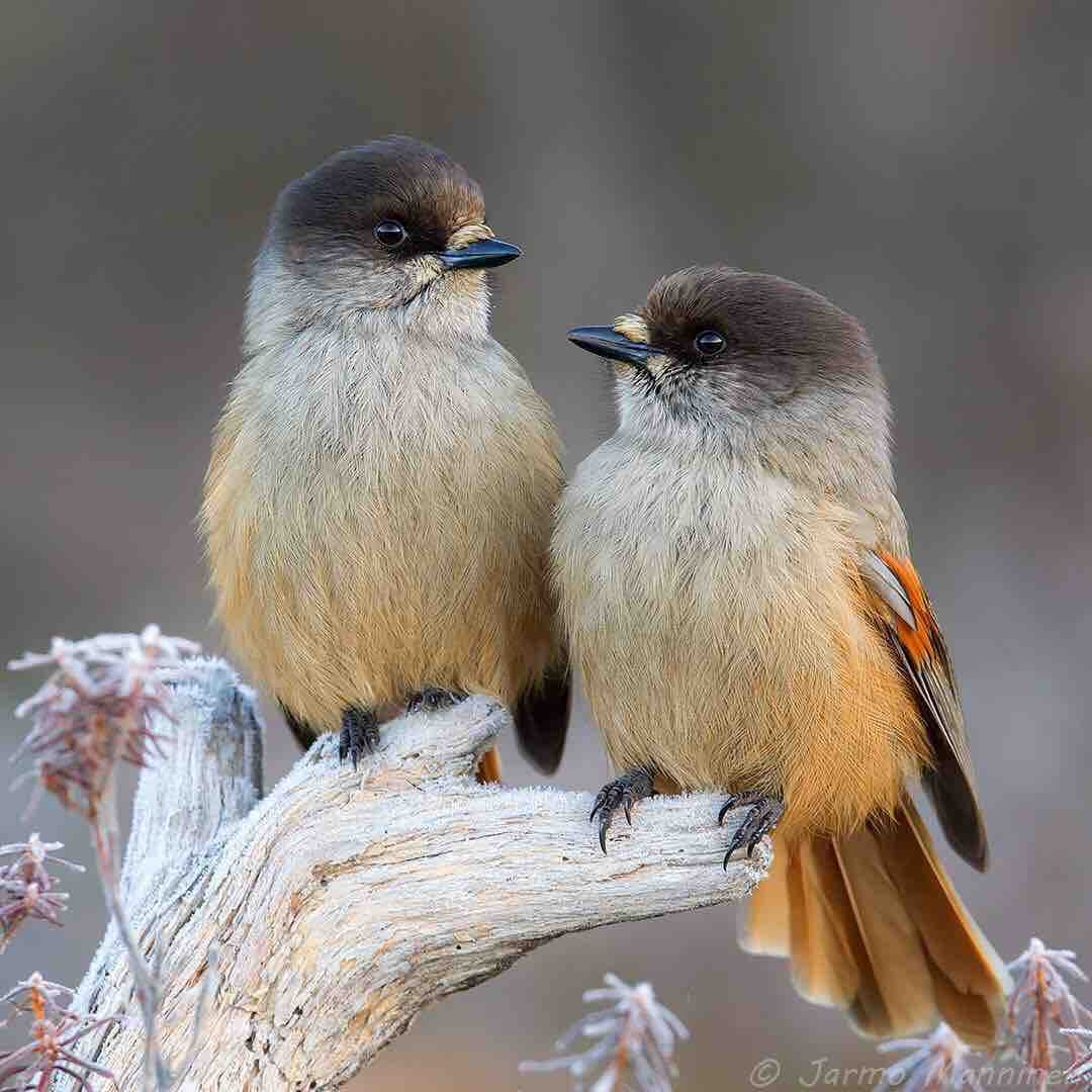 Парные птицы